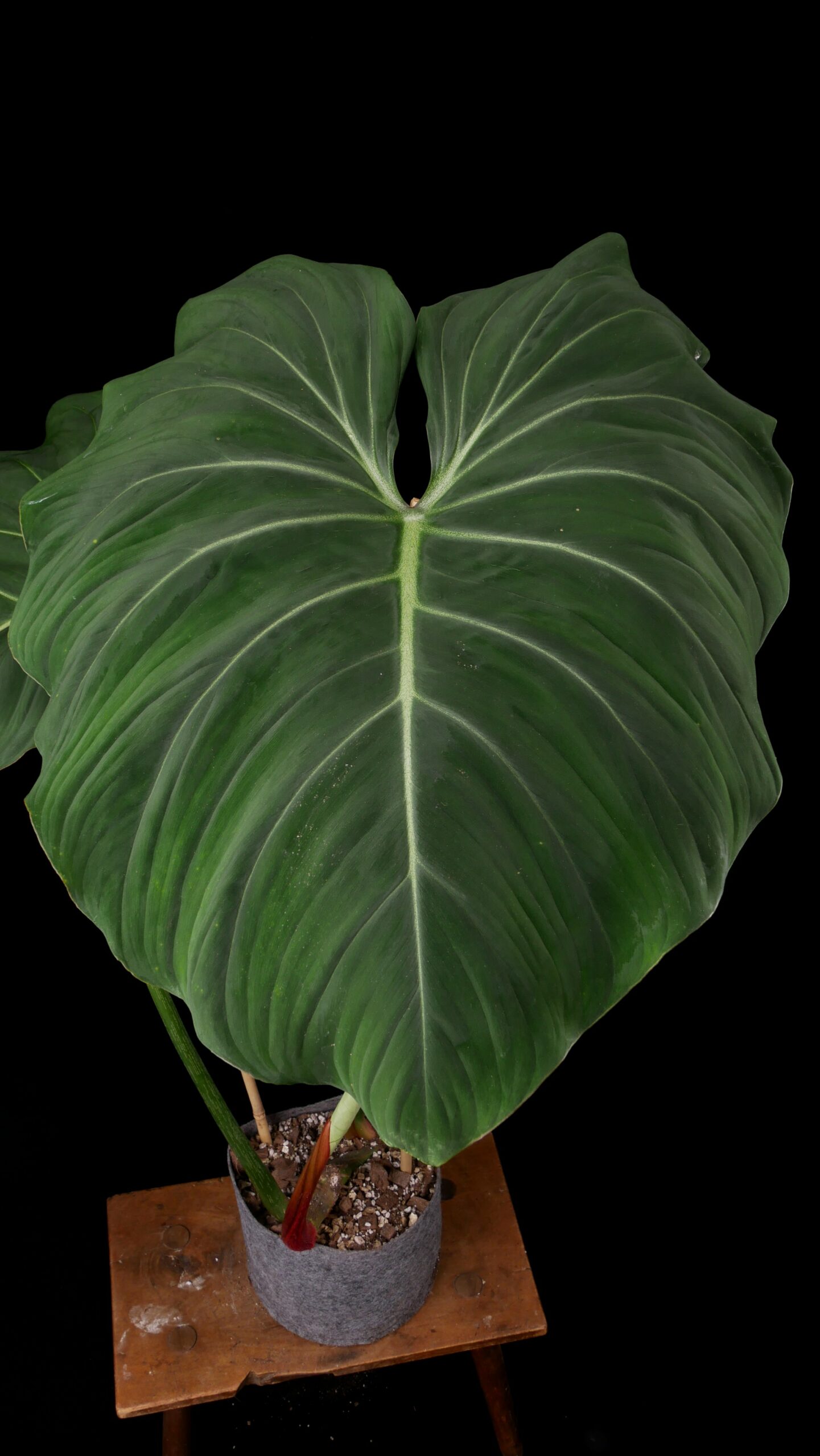 Philodendron Dean Mc Dowell Conny Cramer Plants