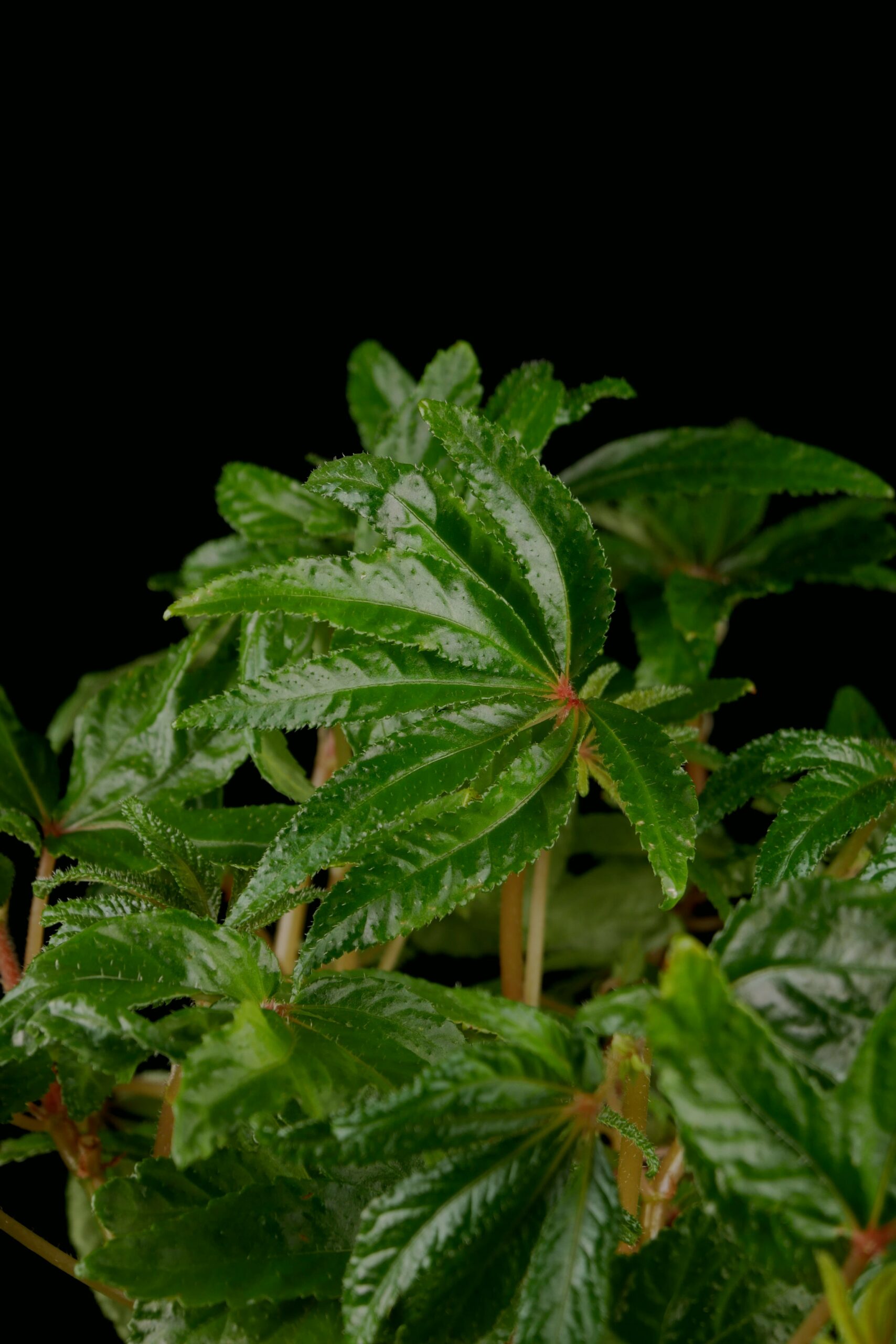 Begonia luxurians - Conny Cramer Plants