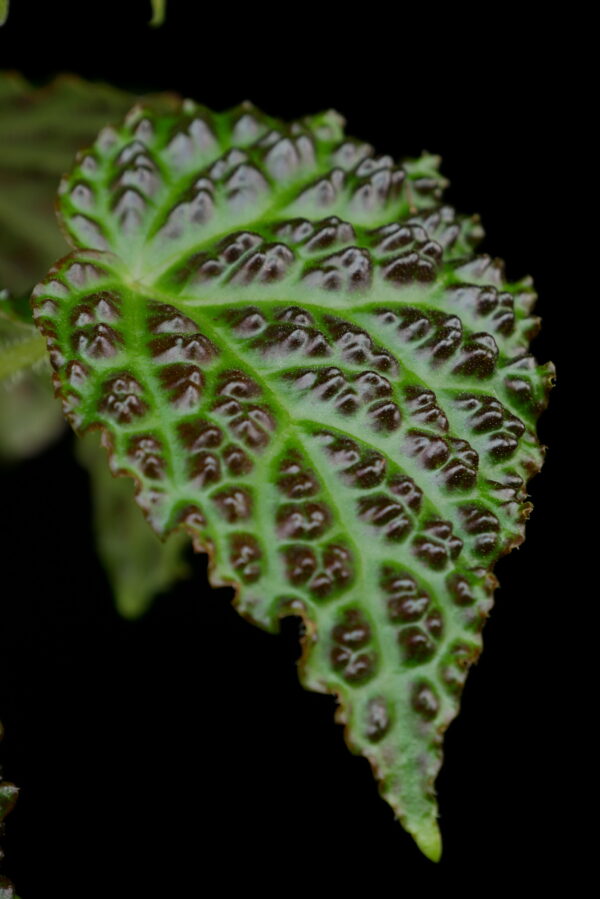 Begonia dracopelta Conny Cramer Plants