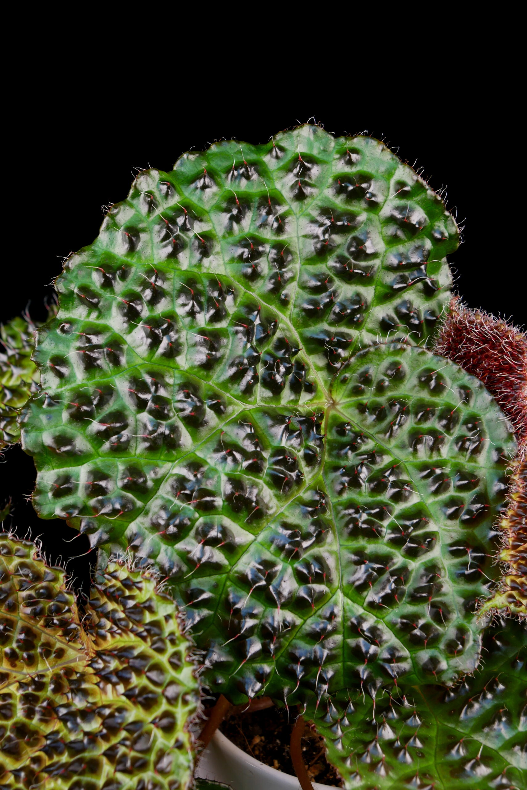 Begonia melanobullata Conny Cramer Plants