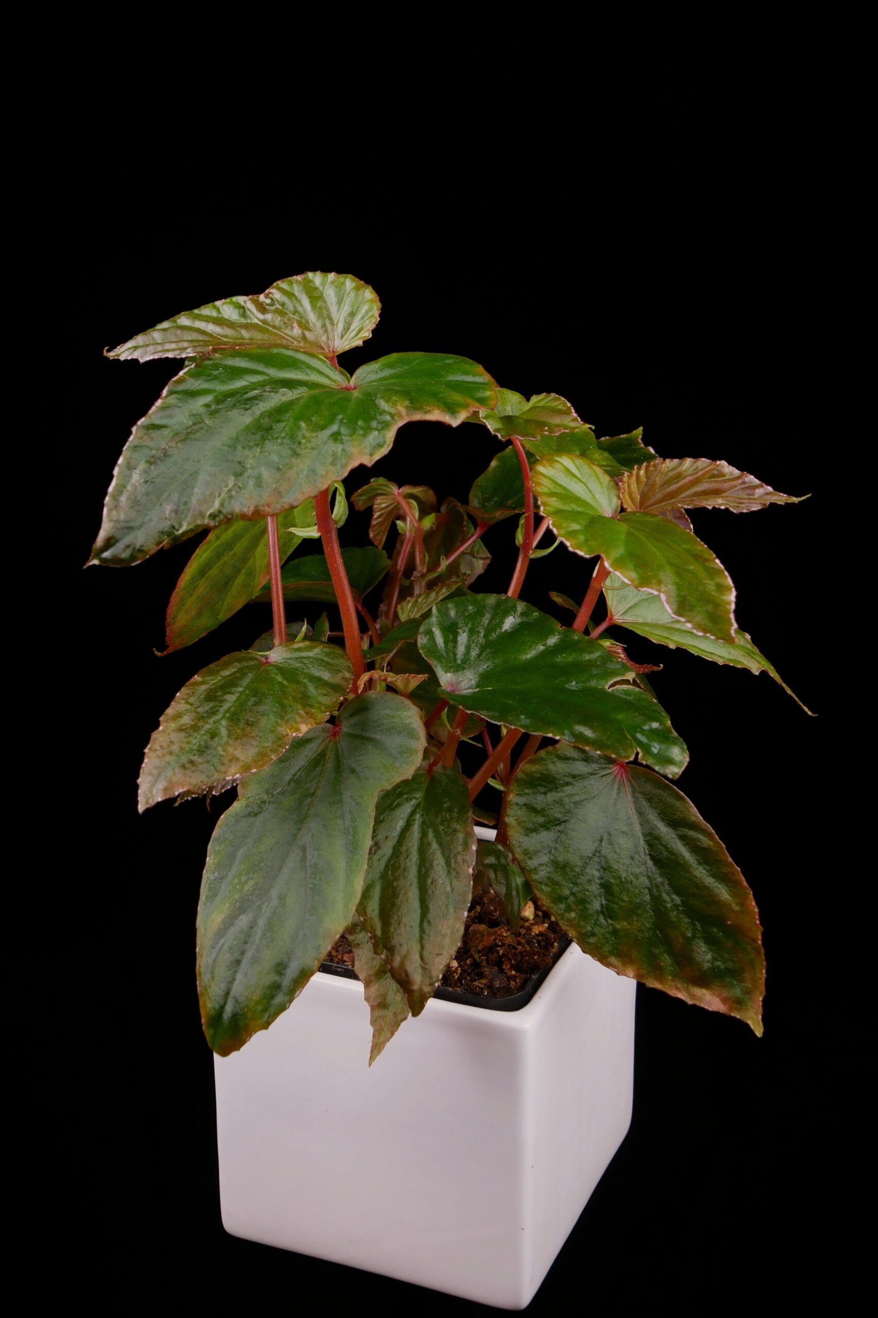 Begonia aff nothobaramensis - Conny Cramer Plants