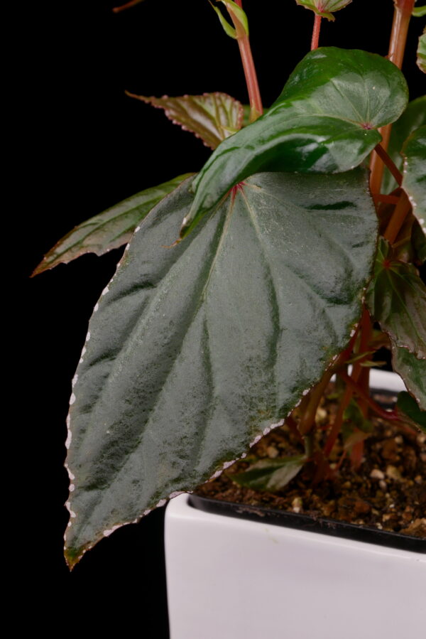 Begonia aff nothobaramensis - Conny Cramer Plants