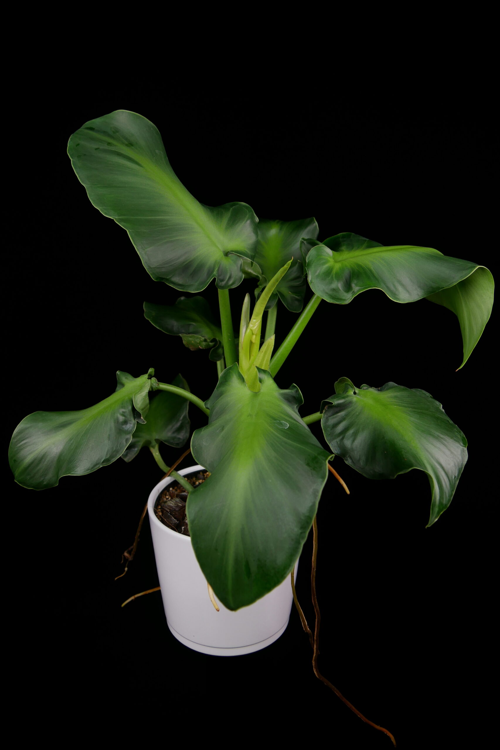 philodendron-rugosum-aberrant-form-conny-cramer-plants