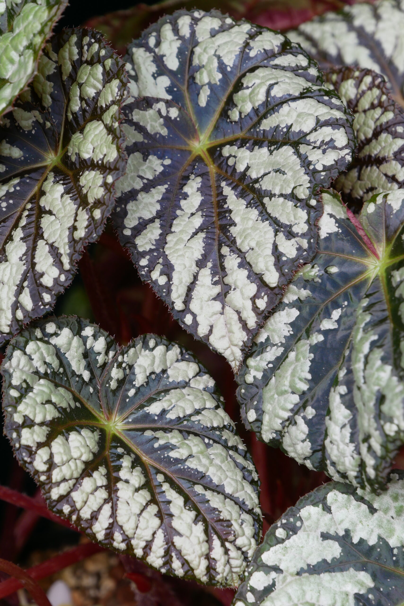 Begonia sp. aff. aiensis Conny Cramer Plants