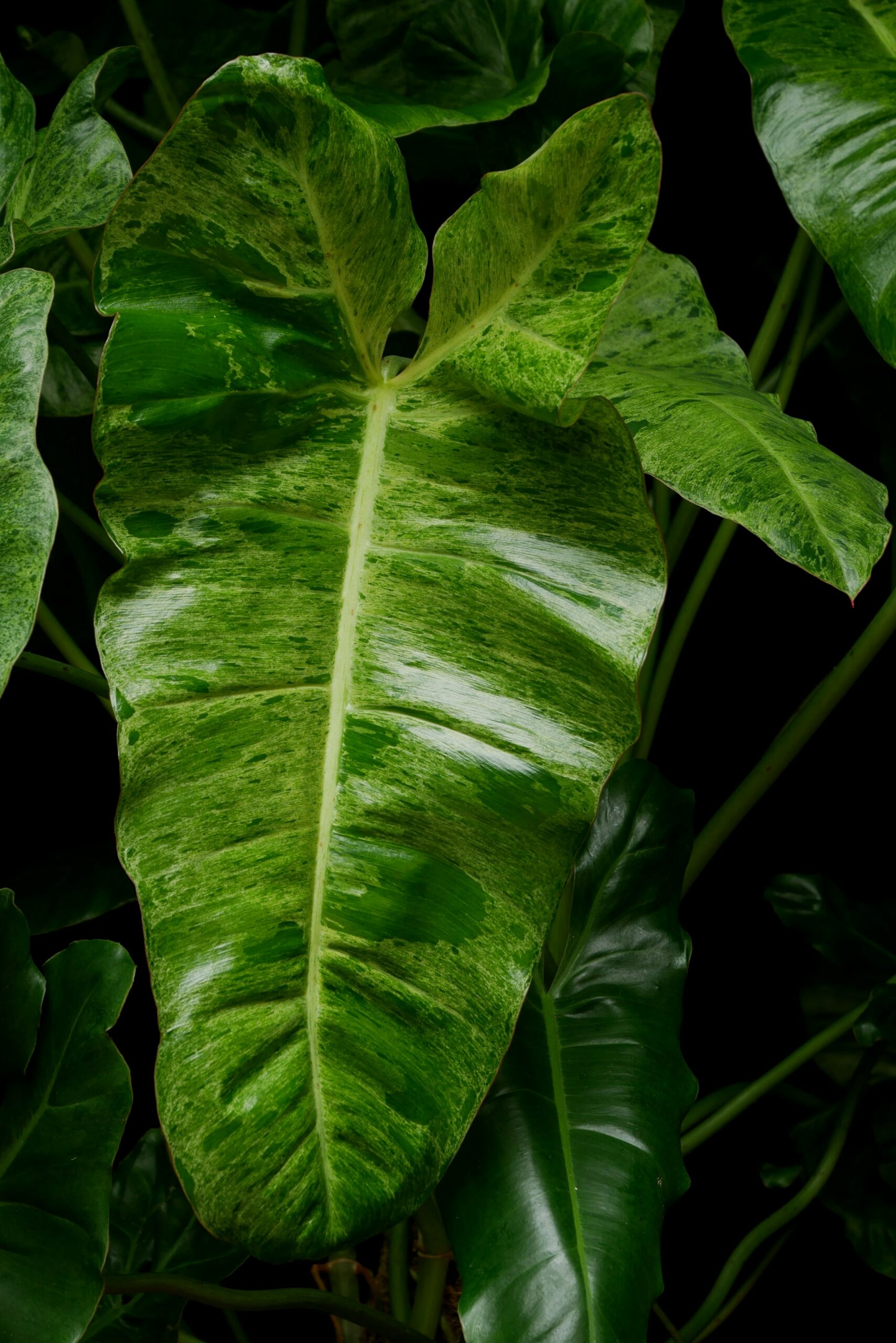 Paraiso Verde Philodendron Care