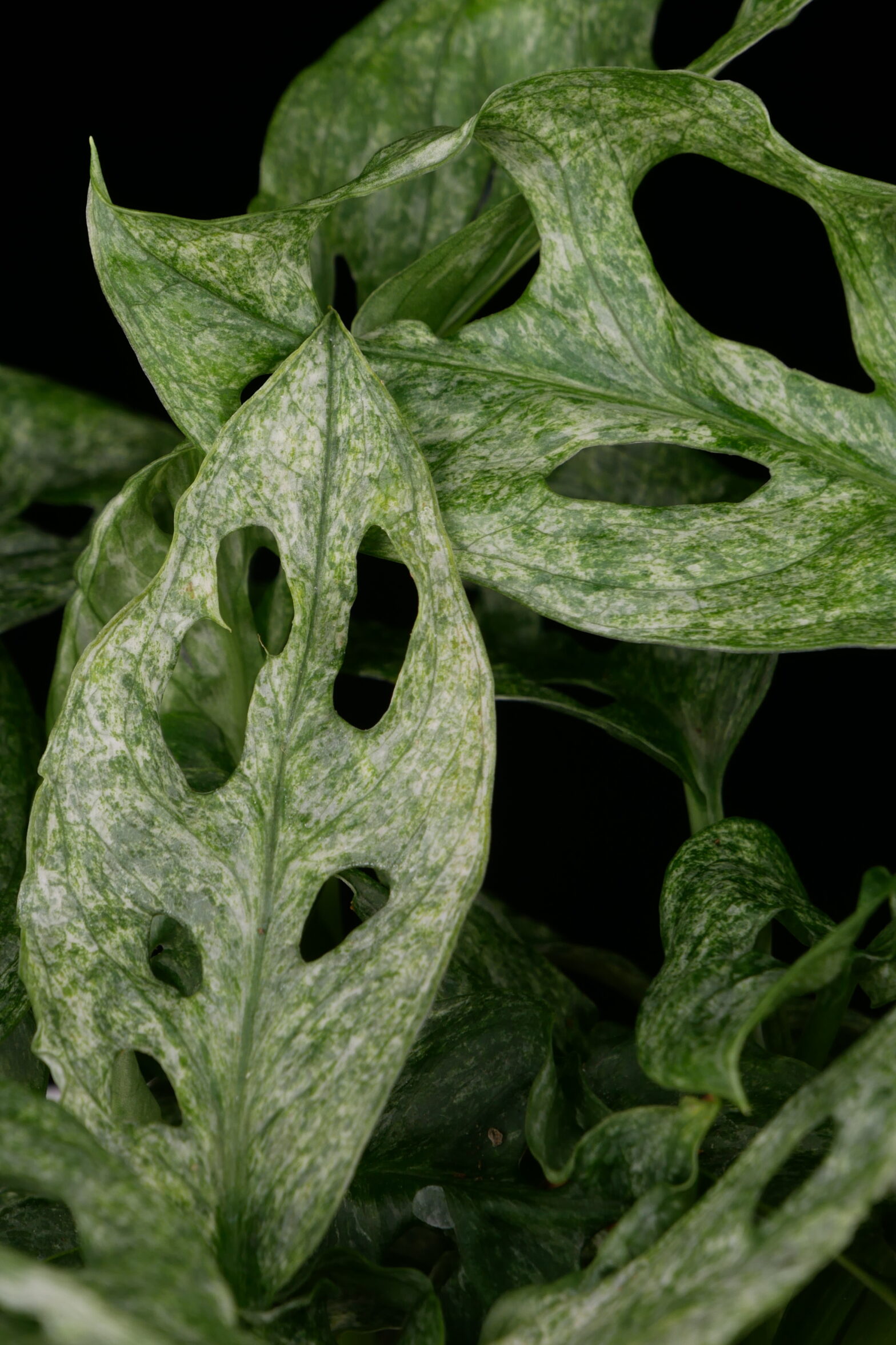 monstera-adansonii-mint-europe-conny-cramer-plants