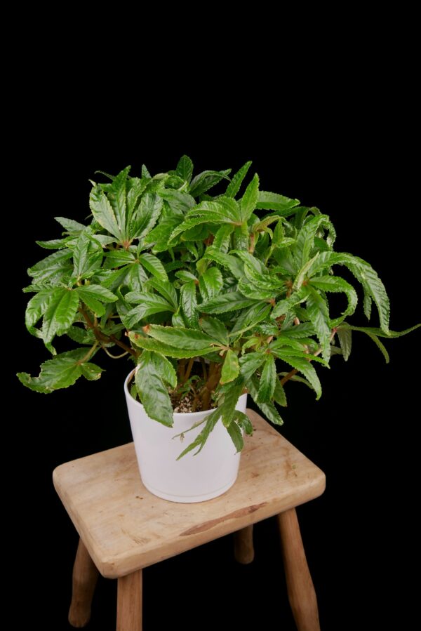 Begonia luxurians - Conny Cramer Plants