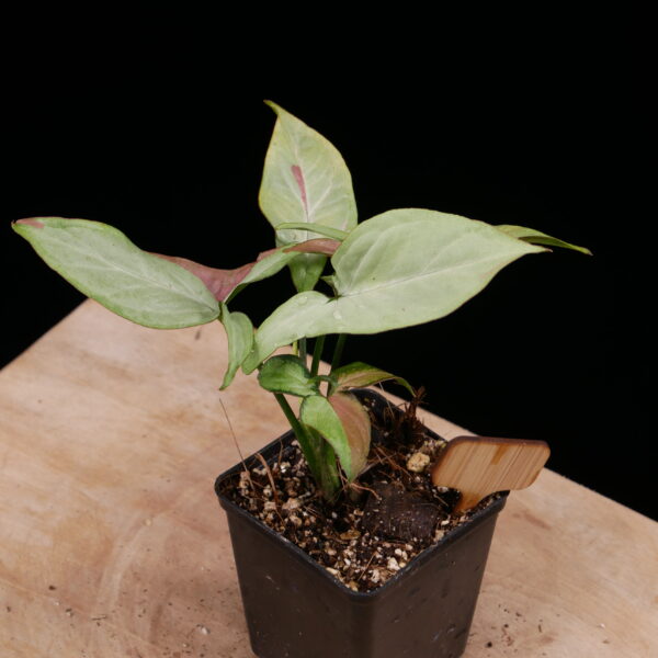 Syngonium Strawberry milk - Conny Cramer Plants