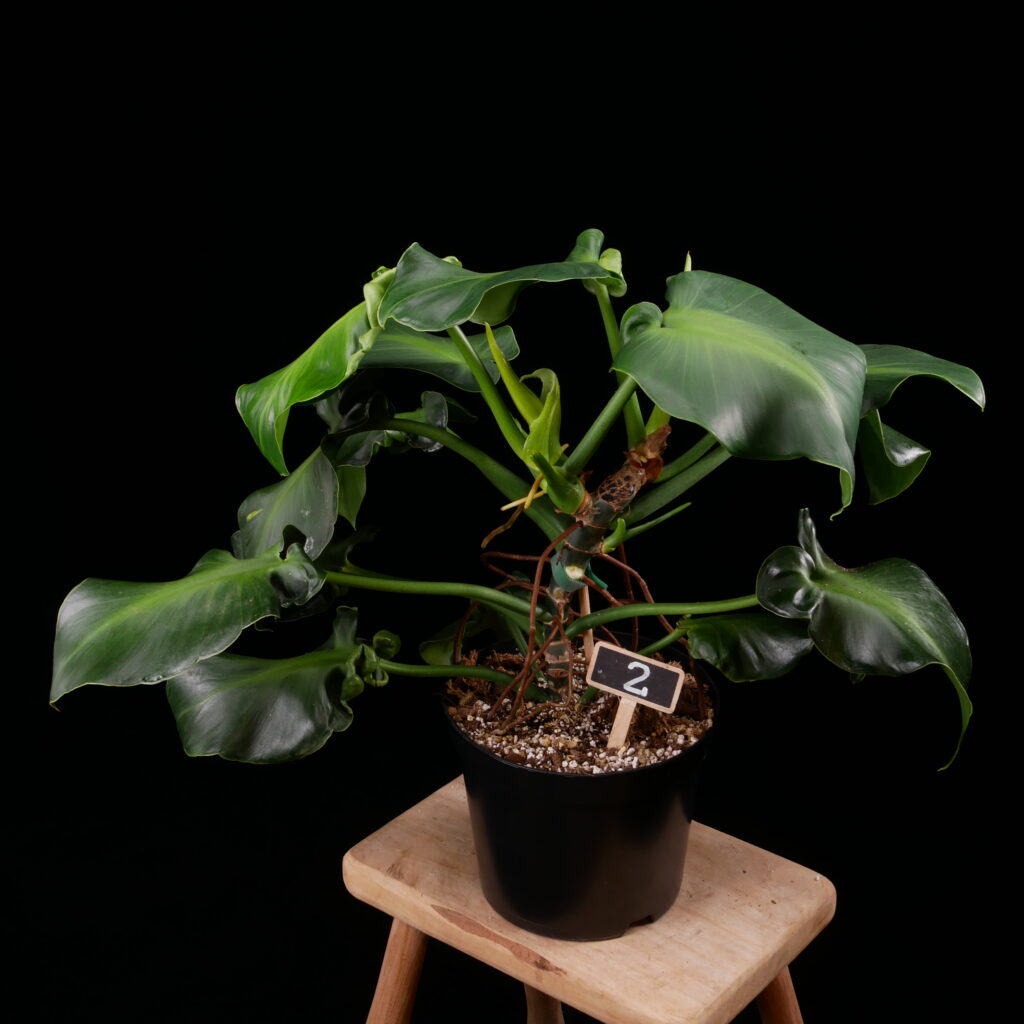 Philodendron rugosum aberrant form - Conny Cramer Plants
