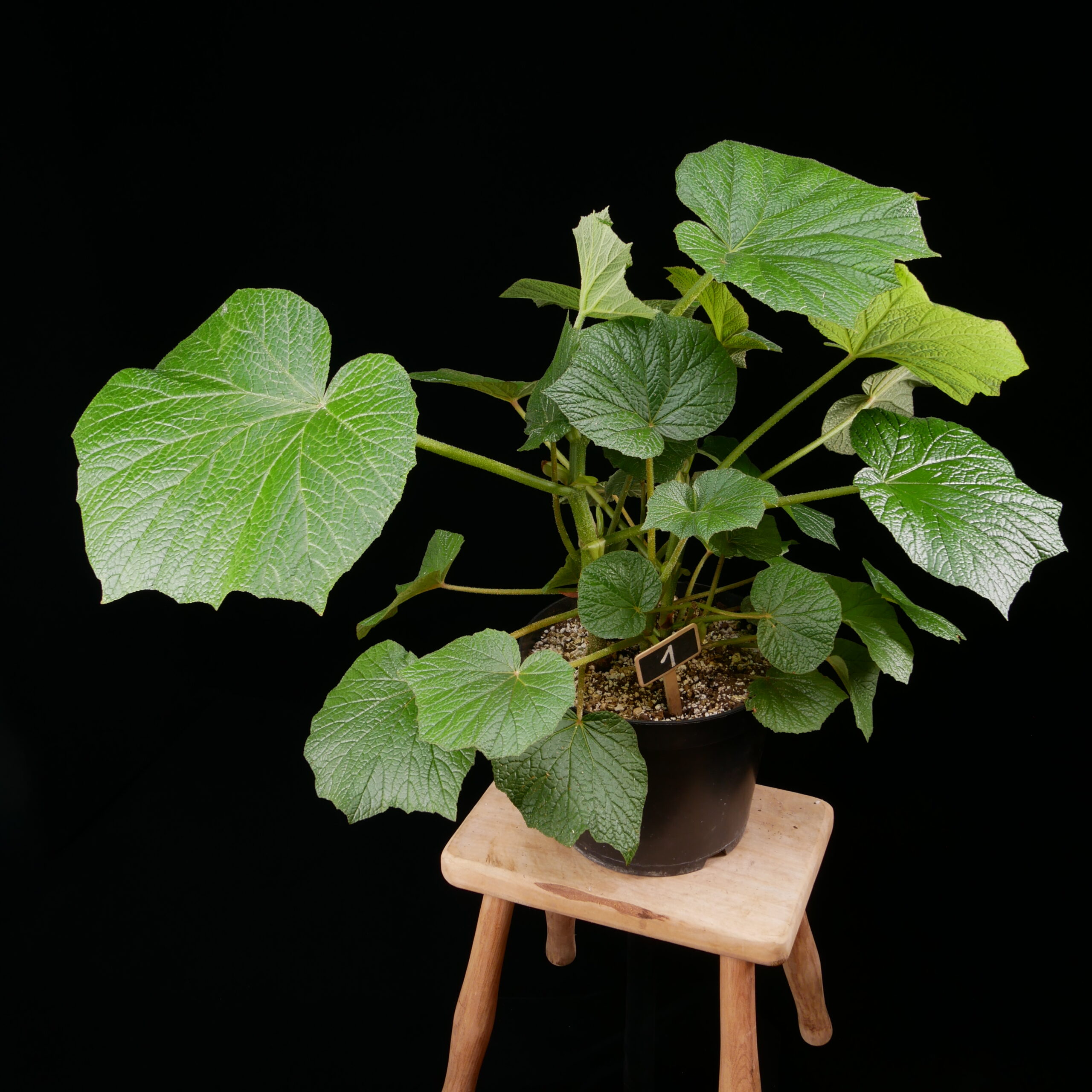 Begonia acida Conny Cramer Plants