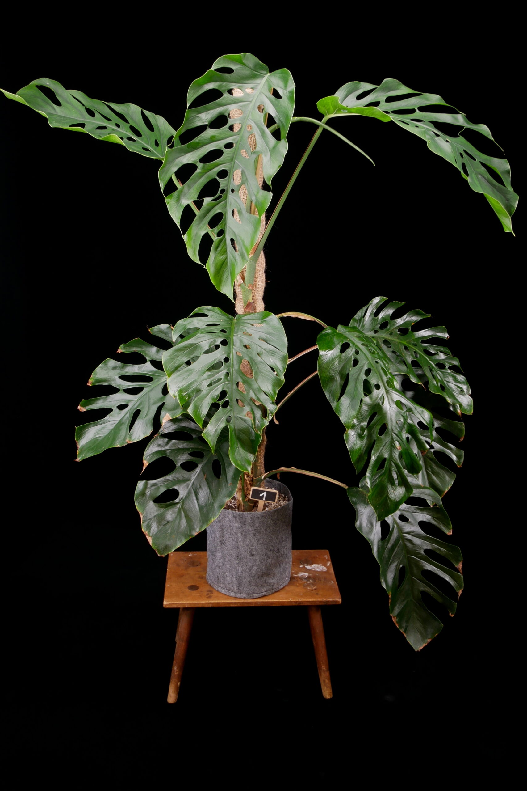 Monstera dubia adult XXL - Conny Cramer Plants