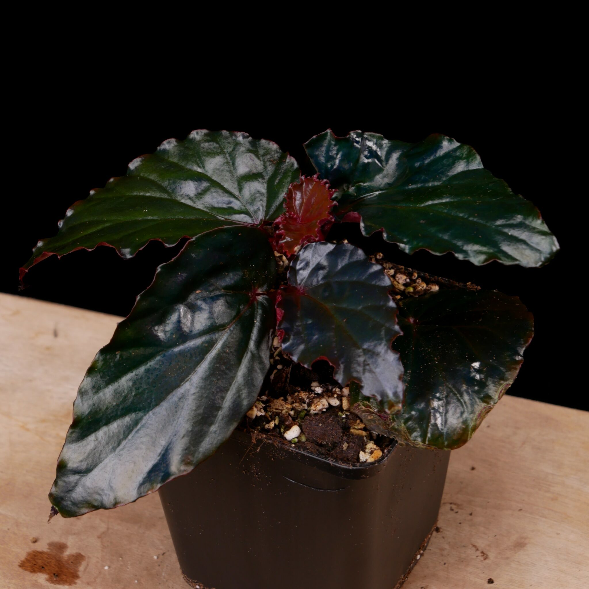 Begonia kapuashuluensis (sp. Temuyuk) Conny Cramer Plants
