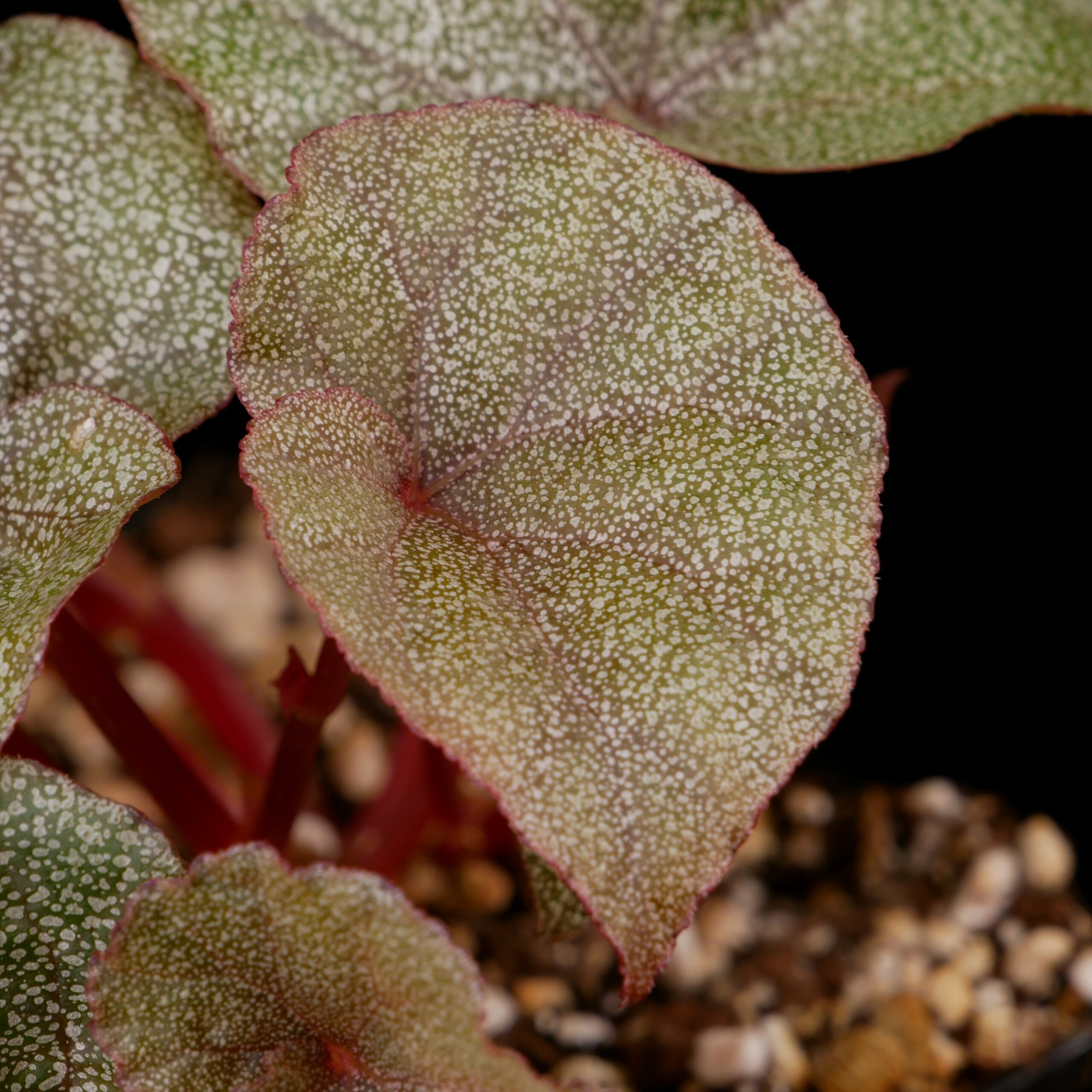 Begonia integrifolia Conny Cramer Plants