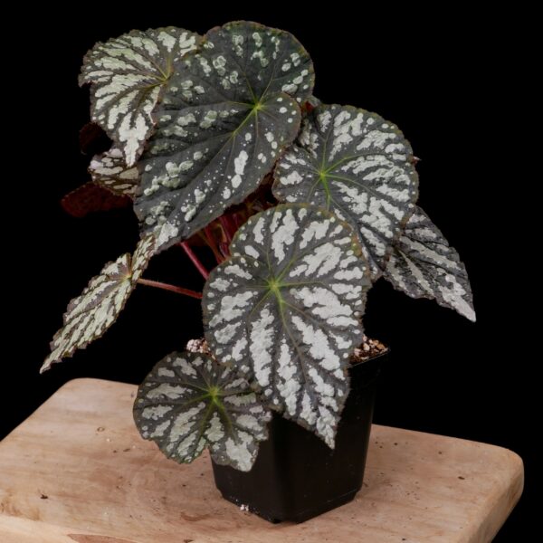 Begonia sp. aff. aiensis Conny Cramer Plants