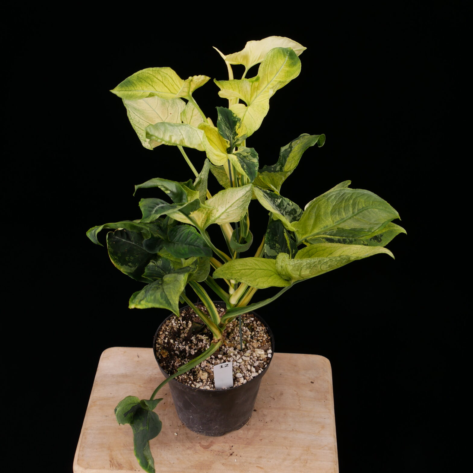 Syngonium 'Scrambled Eggs' - Conny Cramer Plants