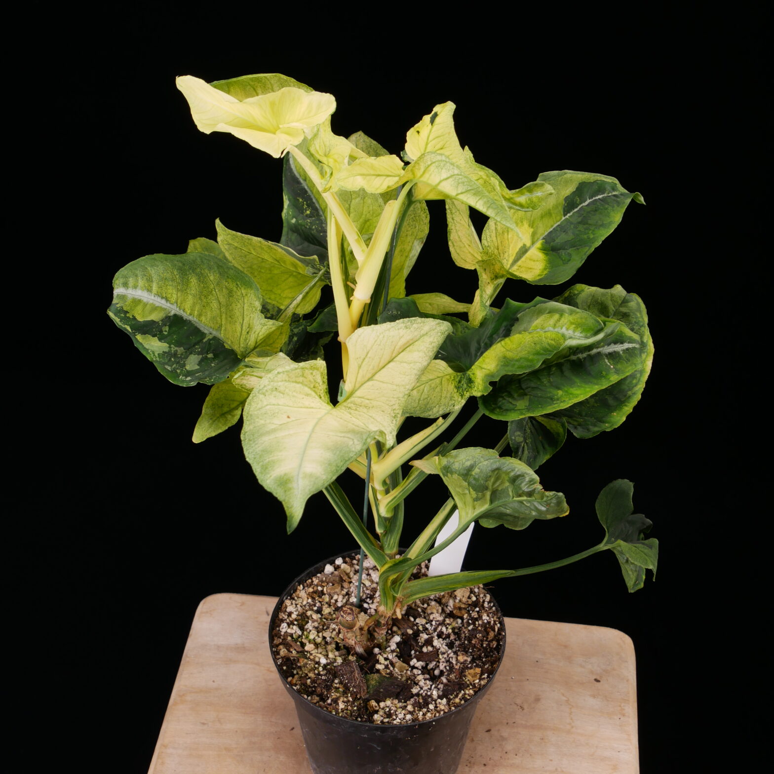 Syngonium 'Scrambled Eggs' - Conny Cramer Plants