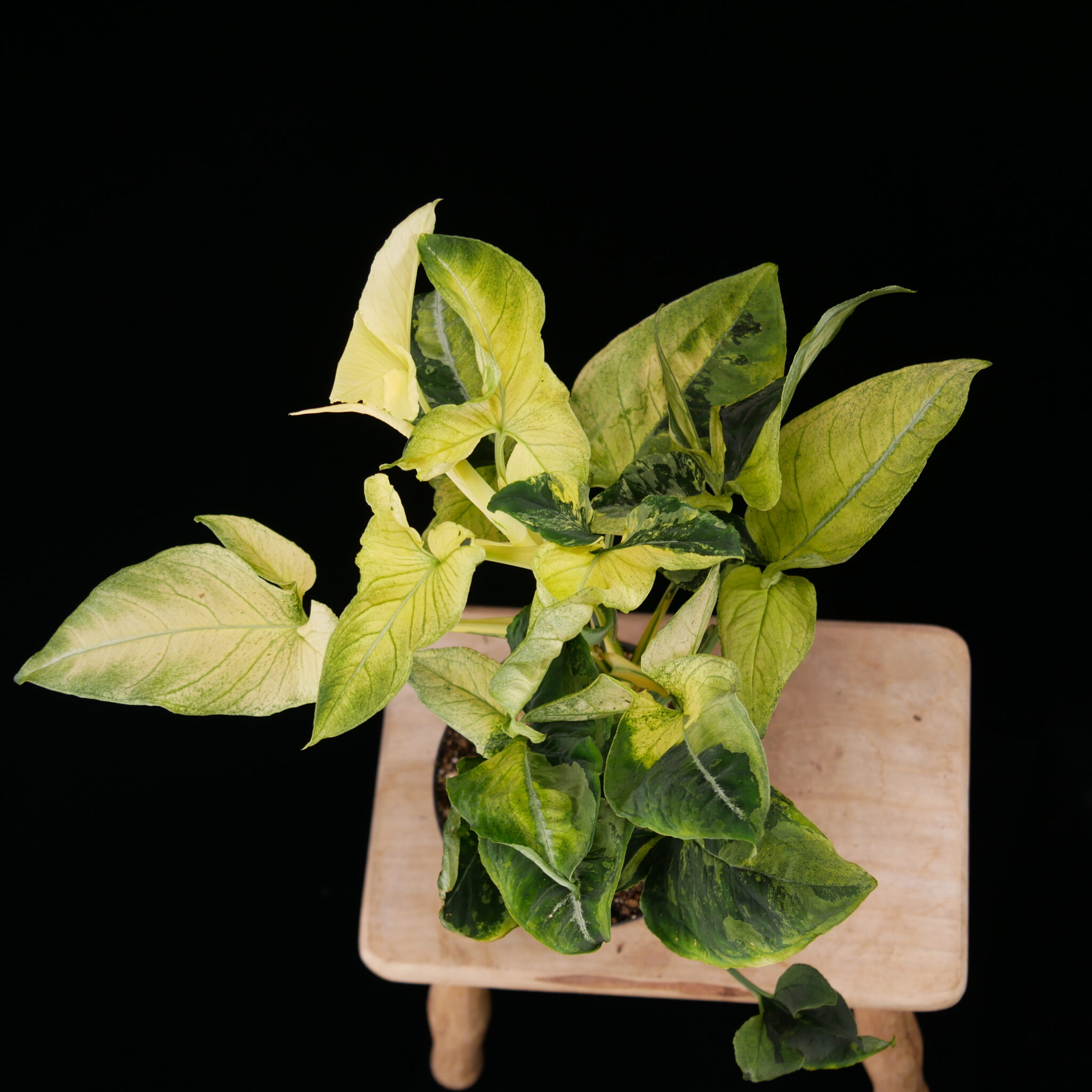 Syngonium 'Scrambled Eggs' - Conny Cramer Plants