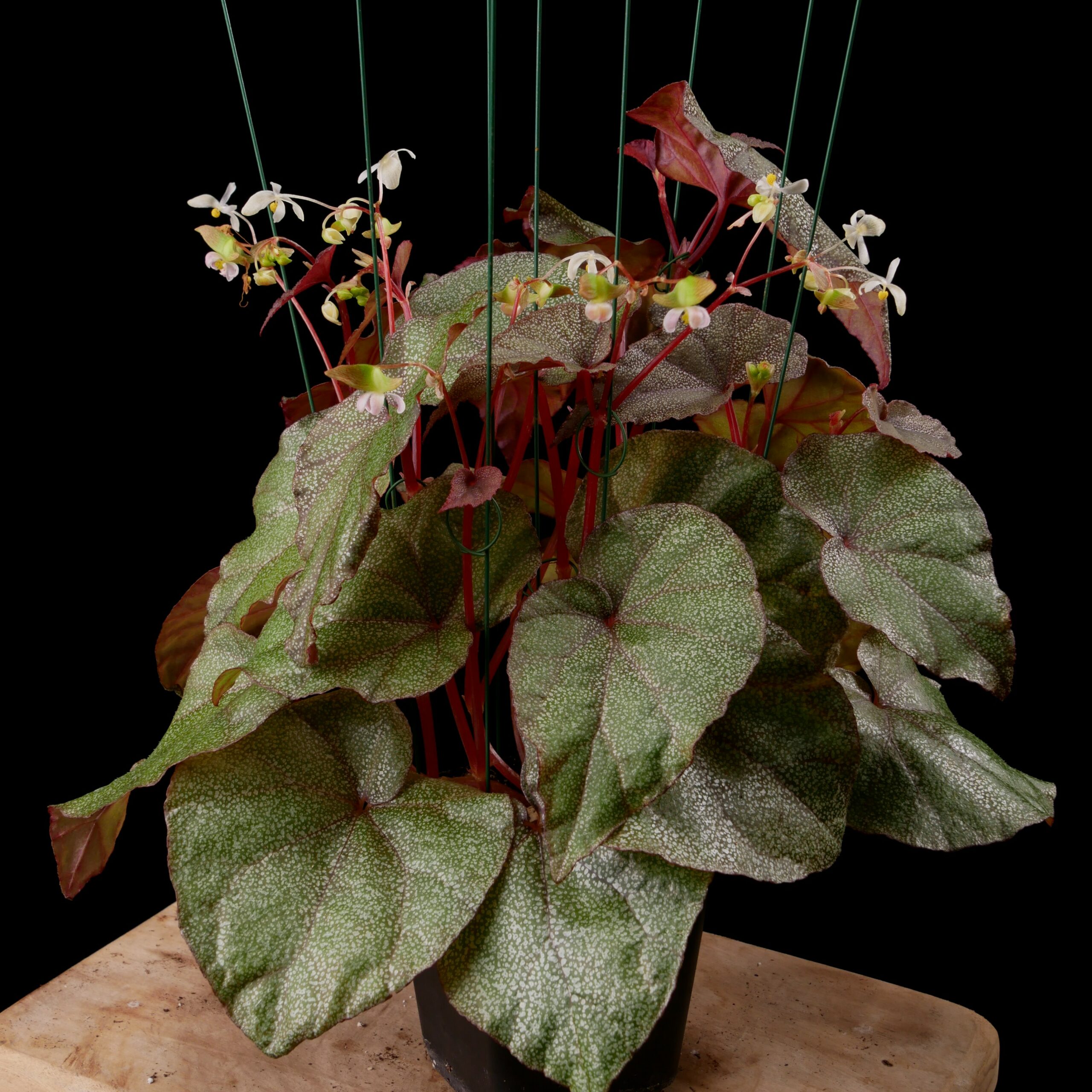 Begonia integrifolia Conny Cramer Plants