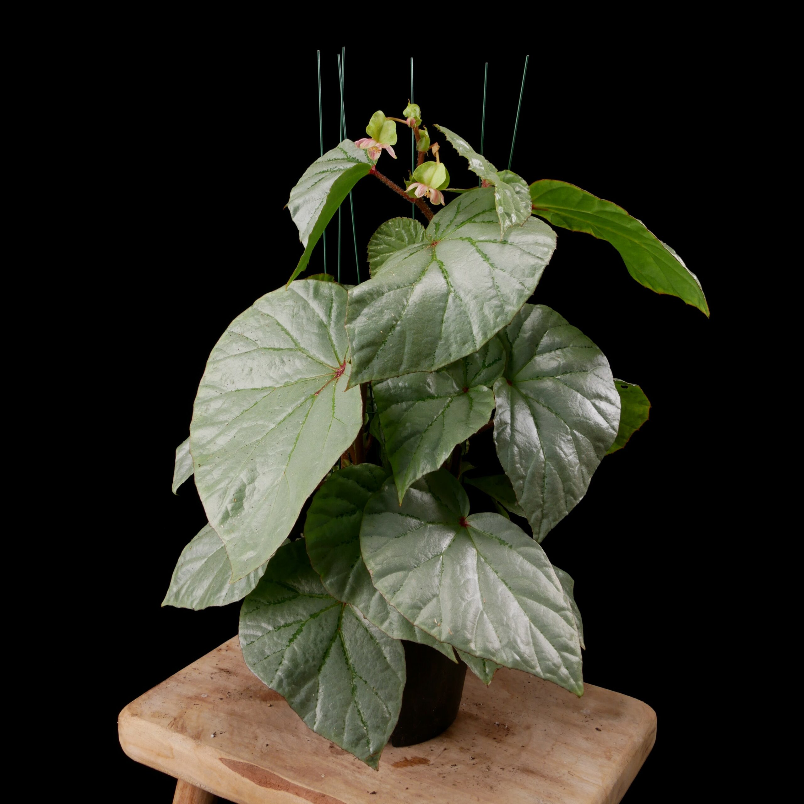 Begonia sp. Senai - Conny Cramer Plants