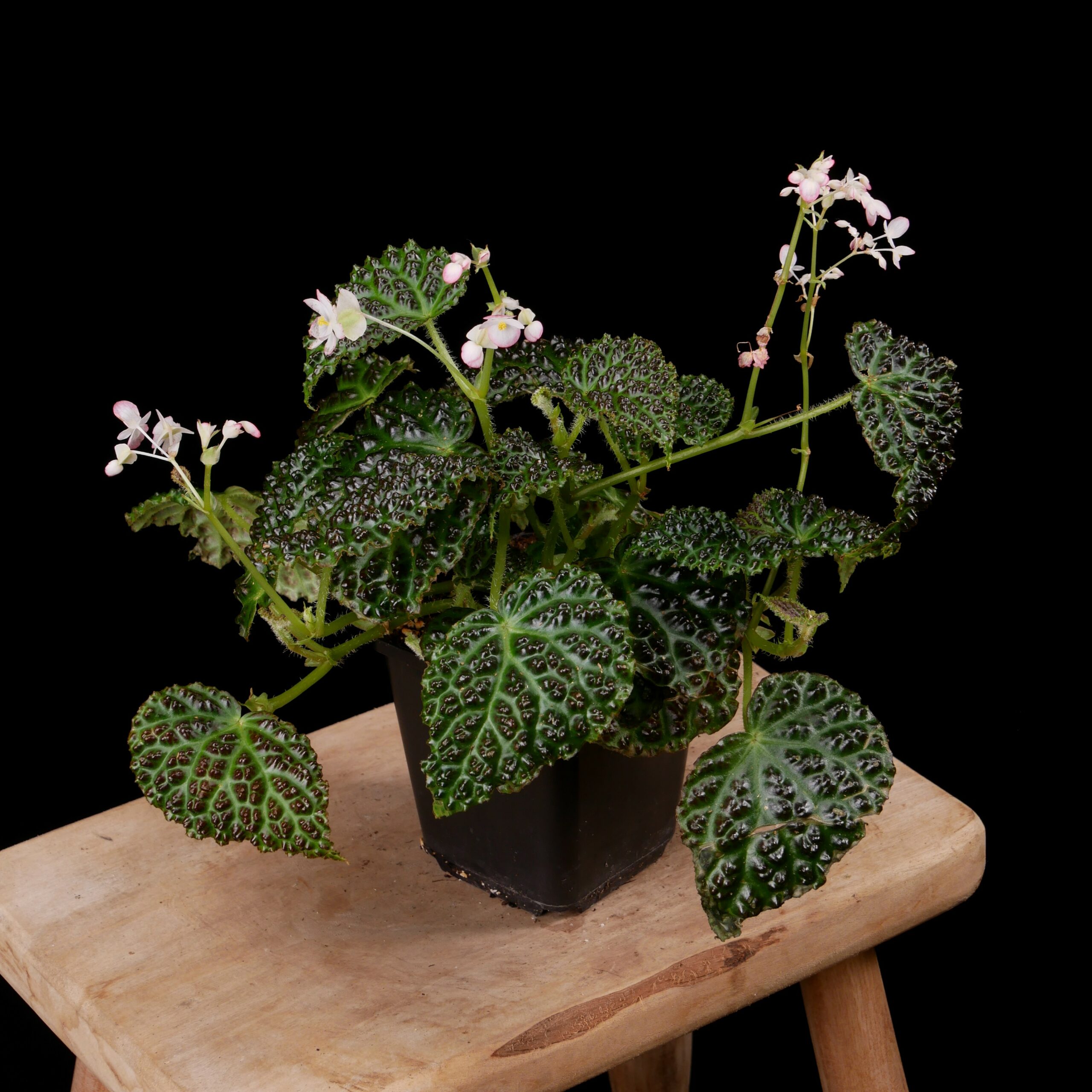 Begonia dracopelta Conny Cramer Plants