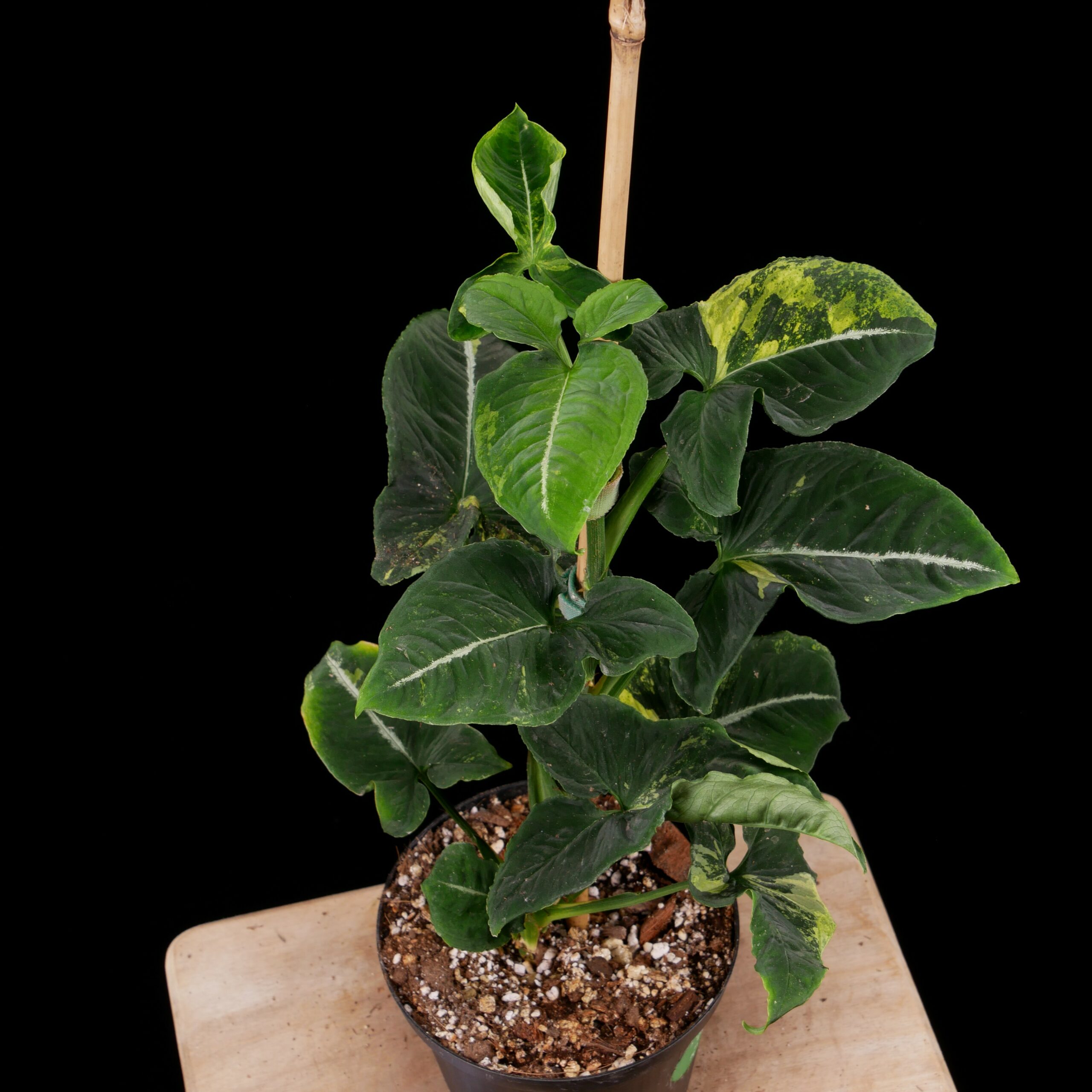 Syngonium 'Scrambled Eggs' - Conny Cramer Plants